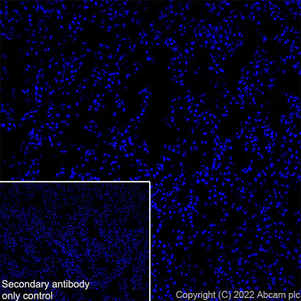 Immunohistochemistry (Frozen sections) - Anti-Munc13-1 antibody [EPR27022-47] - BSA and Azide free (AB307512)