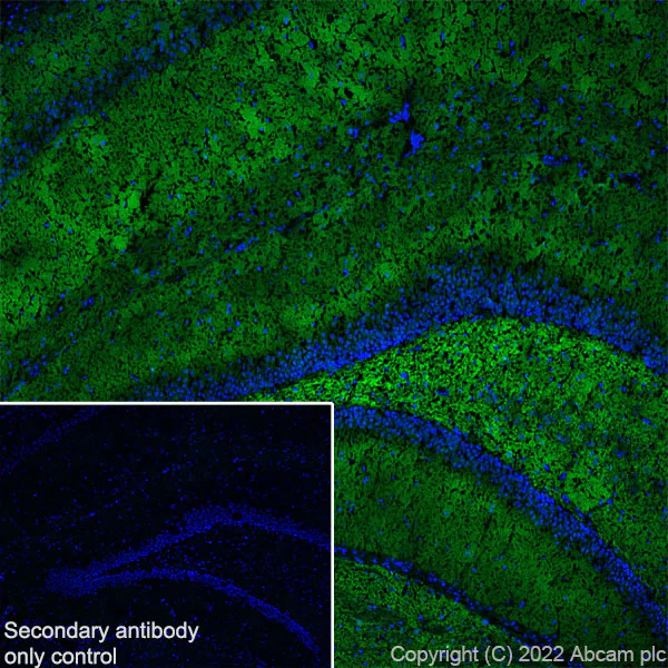 Immunohistochemistry (Frozen sections) - Anti-Munc13-1 antibody [EPR27022-47] - BSA and Azide free (AB307512)