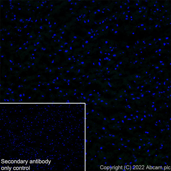 Immunohistochemistry (Frozen sections) - Anti-Munc13-1 antibody [EPR27022-47] - BSA and Azide free (ab307512), expandable thumbnail