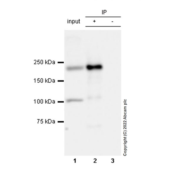 Immunoprecipitation - Anti-Munc13-1 antibody [EPR27022-47] - BSA and Azide free (AB307512), expandable thumbnail