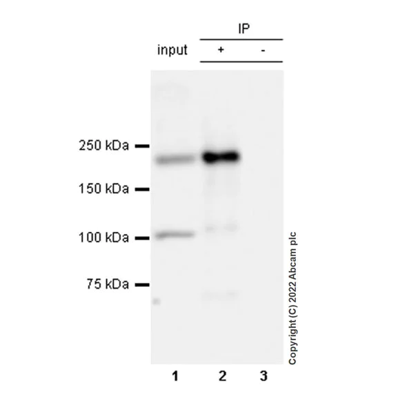 Immunoprecipitation - Anti-Munc13-1 antibody [EPR27022-47] - BSA and Azide free (AB307512)