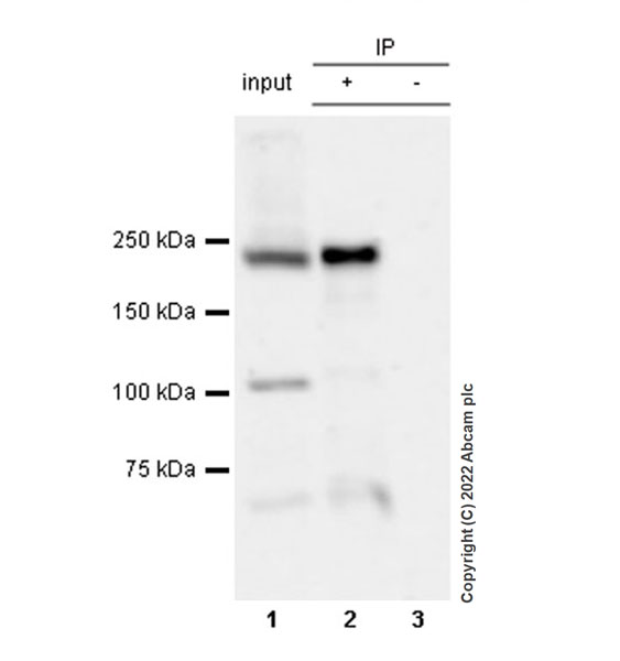 Immunoprecipitation - Anti-Munc13-1 antibody [EPR27022-47] - BSA and Azide free (AB307512), expandable thumbnail