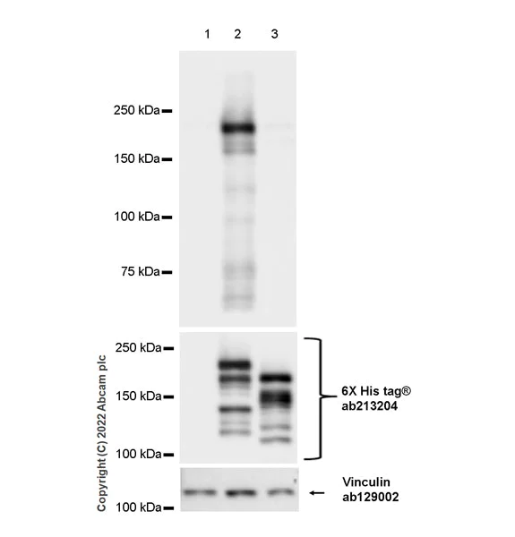 Western blot - Anti-Munc13-1 antibody [EPR27022-47] - BSA and Azide free (AB307512)