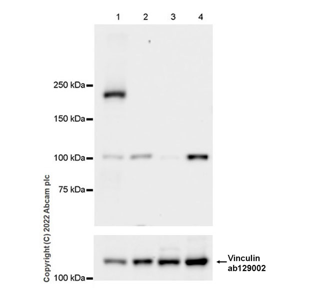 Western blot - Anti-Munc13-1 antibody [EPR27022-47] - BSA and Azide free (AB307512), expandable thumbnail