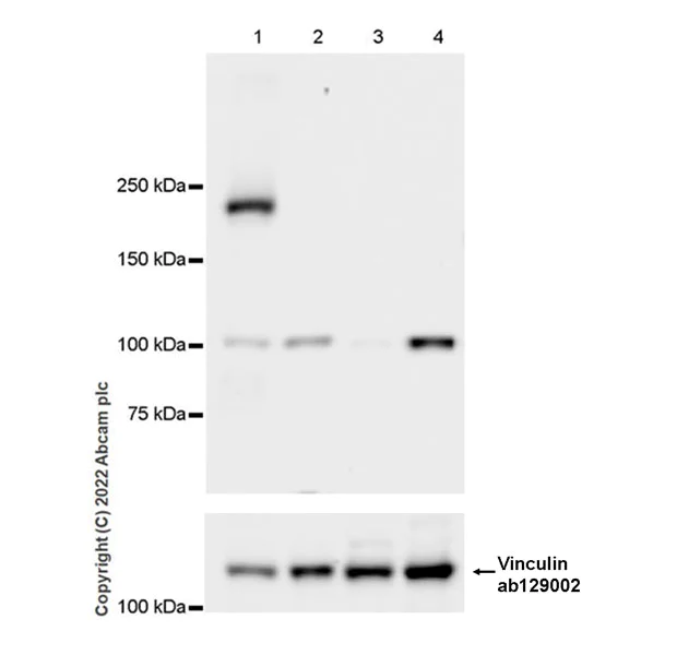 Western blot - Anti-Munc13-1 antibody [EPR27022-47] - BSA and Azide free (AB307512)