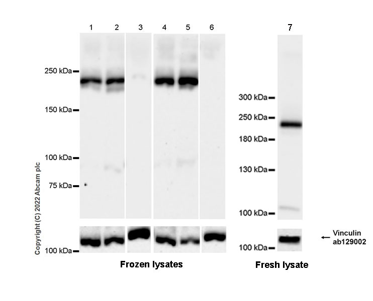 Western blot - Anti-Munc13-1 antibody [EPR27022-47] - BSA and Azide free (AB307512), expandable thumbnail