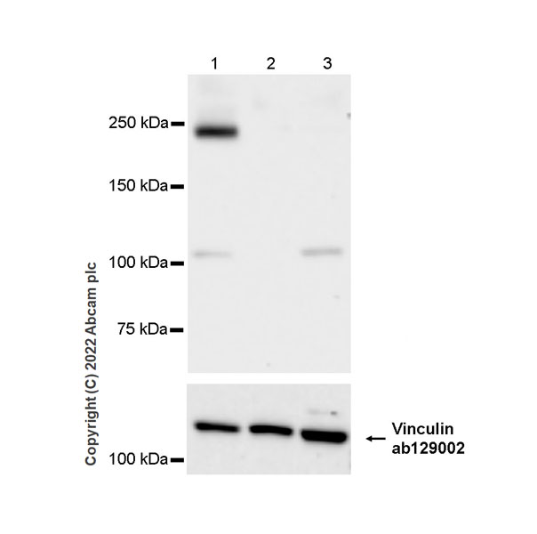 Western blot - Anti-Munc13-1 antibody [EPR27022-47] - BSA and Azide free (AB307512), expandable thumbnail