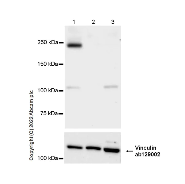 Western blot - Anti-Munc13-1 antibody [EPR27022-47] - BSA and Azide free (AB307512)
