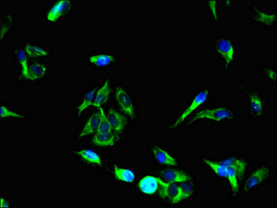 Immunocytochemistry/ Immunofluorescence - Anti-Munc13-3 antibody (AB234798)