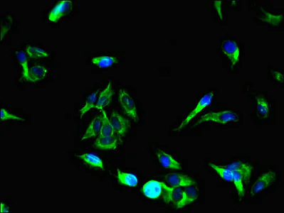Immunocytochemistry/ Immunofluorescence - Anti-Munc13-3 antibody (AB234798)