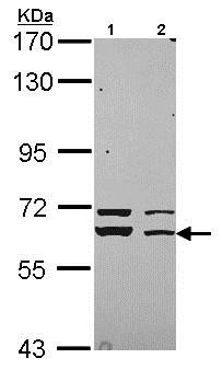 Western blot - Anti-Munc18-1 antibody (AB155020)