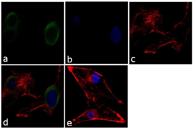 Immunocytochemistry - Anti-Munc18-1 antibody (AB3451)
