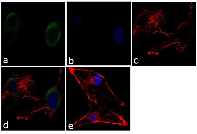Immunocytochemistry - Anti-Munc18-1 antibody (AB3451)