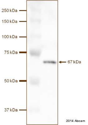 Western blot - Anti-Munc18-1 antibody (AB3451)