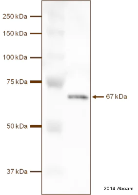 Western blot - Anti-Munc18-1 antibody (AB3451)