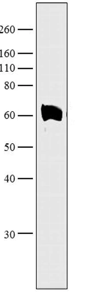 Western blot - Anti-Munc18-1 antibody (AB3451)