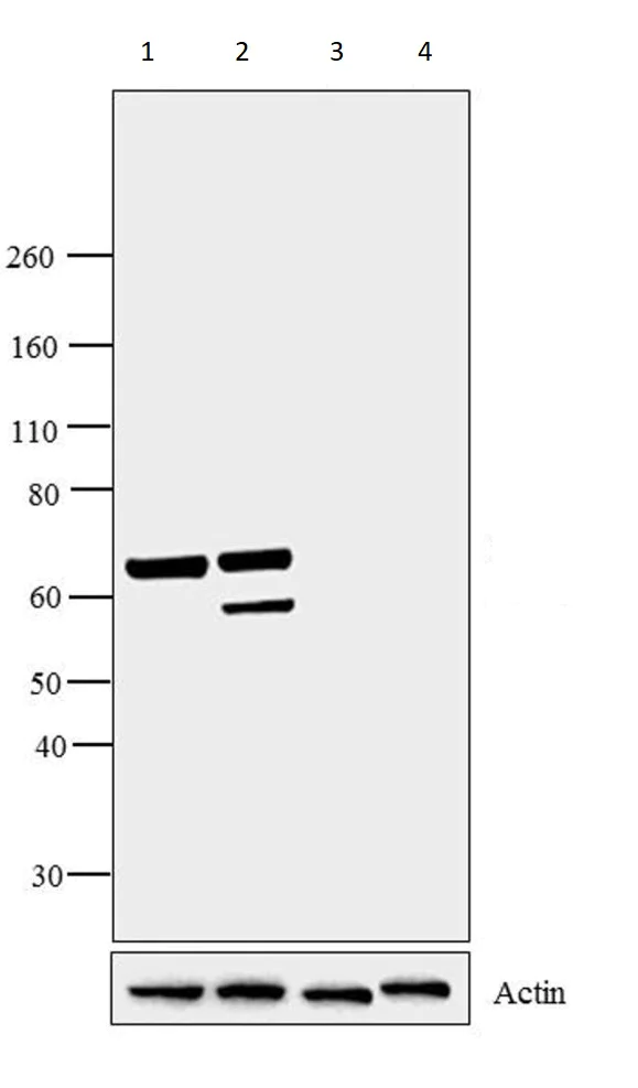 Western blot - Anti-Munc18-1 antibody (AB3451)