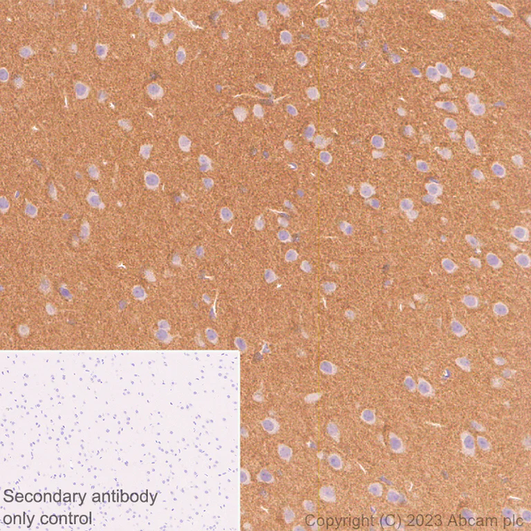 Immunohistochemistry (Formalin/PFA-fixed paraffin-embedded sections) - Anti-Munc18-1 antibody [EPR27956-86] (AB315893)