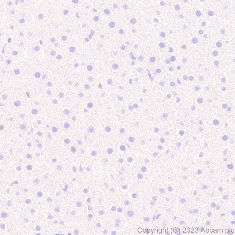 Immunohistochemistry (Formalin/PFA-fixed paraffin-embedded sections) - Anti-Munc18-1 antibody [EPR27956-86] (AB315893)