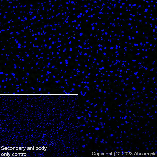 Immunohistochemistry (Frozen sections) - Anti-Munc18-1 antibody [EPR27956-86] (AB315893)