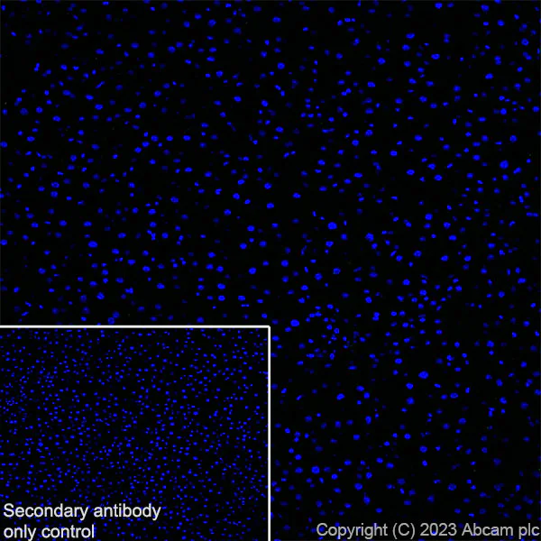 Immunohistochemistry (Frozen sections) - Anti-Munc18-1 antibody [EPR27956-86] (AB315893)