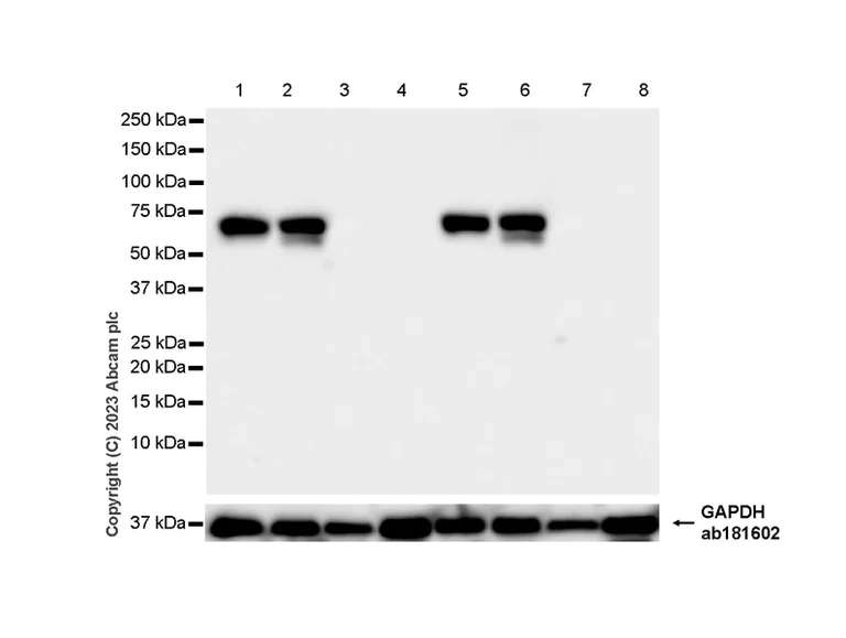 Western blot - Anti-Munc18-1 antibody [EPR27956-86] (AB315893)