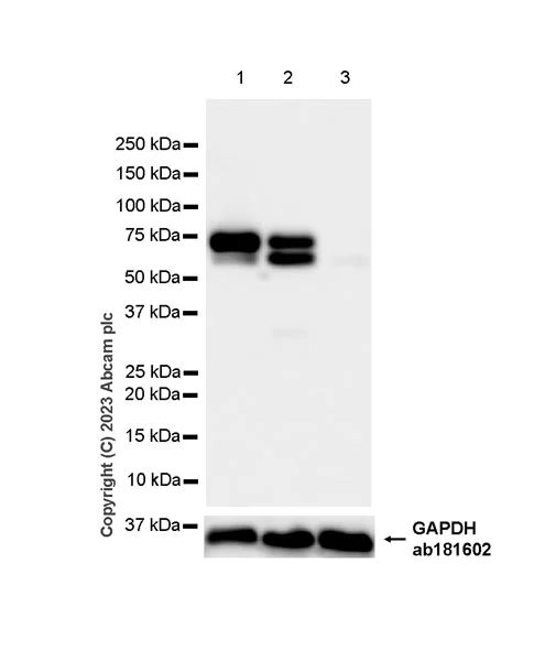 Western blot - Anti-Munc18-1 antibody [EPR27956-86] (AB315893)