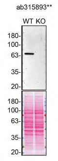 Western blot - Anti-Munc18-1 antibody [EPR27956-86] (AB315893)