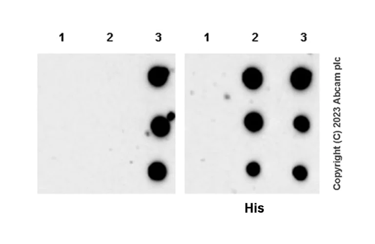 Dot Blot - Anti-Munc18-1 antibody [EPR27956-86] - BSA and Azide free (AB315894)