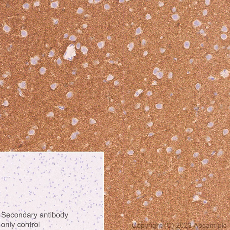 Immunohistochemistry (Formalin/PFA-fixed paraffin-embedded sections) - Anti-Munc18-1 antibody [EPR27956-86] - BSA and Azide free (AB315894)