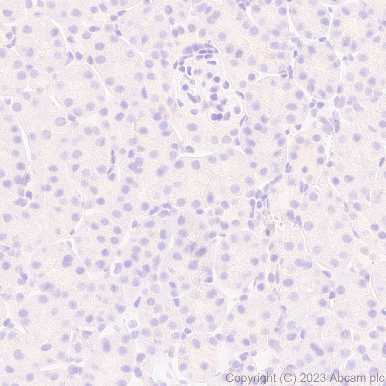 Immunohistochemistry (Formalin/PFA-fixed paraffin-embedded sections) - Anti-Munc18-1 antibody [EPR27956-86] - BSA and Azide free (AB315894)