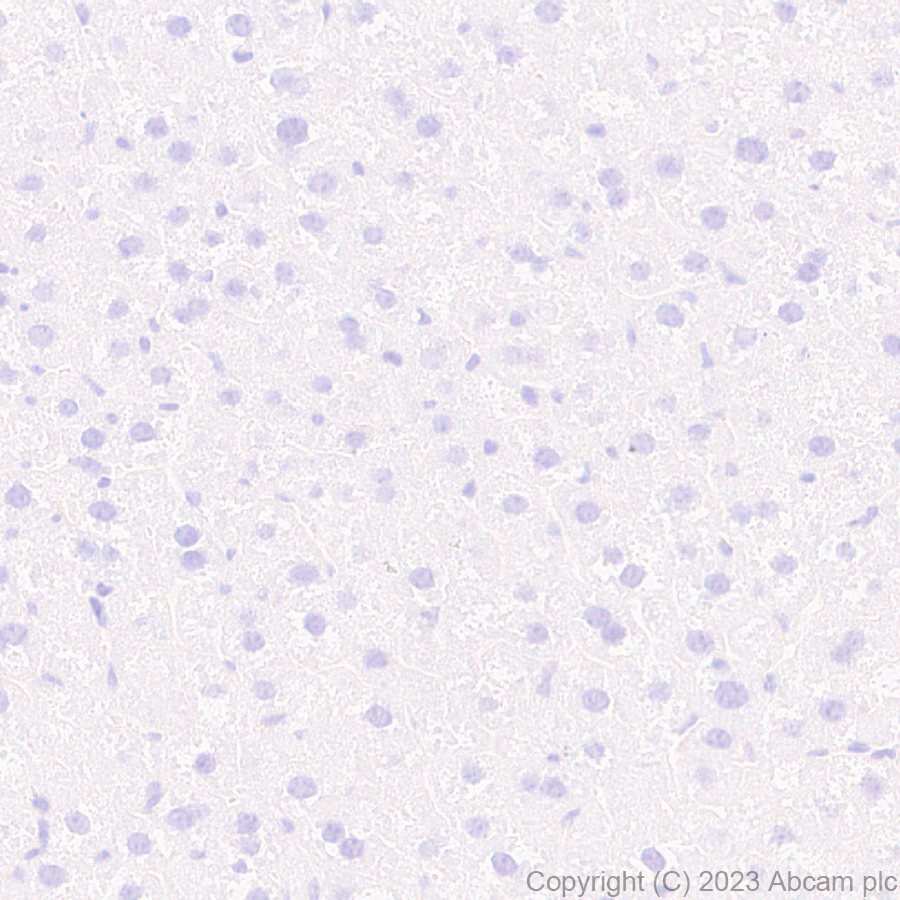 Immunohistochemistry (Formalin/PFA-fixed paraffin-embedded sections) - Anti-Munc18-1 antibody [EPR27956-86] - BSA and Azide free (AB315894)