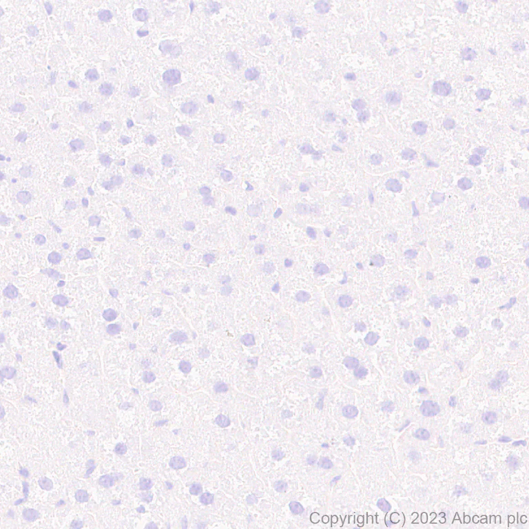 Immunohistochemistry (Formalin/PFA-fixed paraffin-embedded sections) - Anti-Munc18-1 antibody [EPR27956-86] - BSA and Azide free (AB315894)