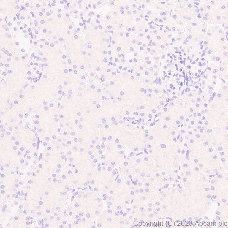 Immunohistochemistry (Formalin/PFA-fixed paraffin-embedded sections) - Anti-Munc18-1 antibody [EPR27956-86] - BSA and Azide free (AB315894)