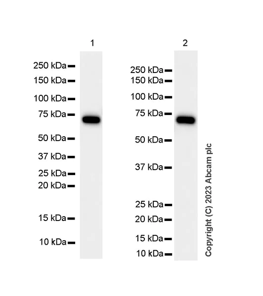 Western blot - Anti-Munc18-1 antibody [EPR27956-86] - BSA and Azide free (AB315894)