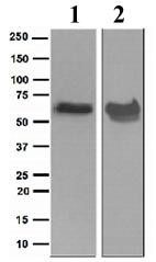 Western blot - Anti-Munc18-1 antibody [EPR4849] (AB109023)