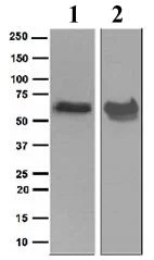 Western blot - Anti-Munc18-1 antibody [EPR4849] (AB109023)