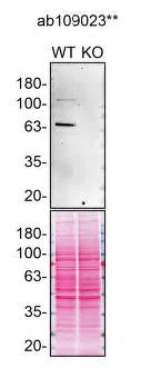 Western blot - Anti-Munc18-1 antibody [EPR4849] - BSA and Azide free (AB247750)