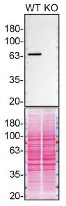 Western blot - Anti-Munc18-1 antibody [EPR4850] (AB124920)