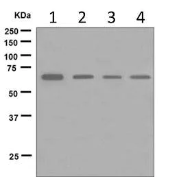 Western blot - Anti-Munc18-1 antibody [EPR4850] (AB124920)
