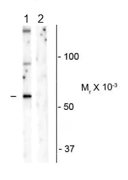 Western blot - Anti-Munc18-1 (phospho S241) antibody (AB183484)