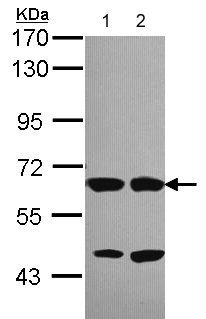 Western blot - Anti-Munc18-2 antibody (AB103976), expandable thumbnail