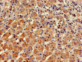 Immunohistochemistry (Formalin/PFA-fixed paraffin-embedded sections) - Anti-Munc18c antibody (AB224625)