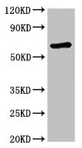 Western blot - Anti-Munc18c antibody (AB224625)
