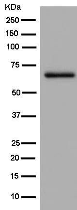 Western blot - Anti-Munc18c antibody [EPR12446] - BSA and Azide free (AB250569)