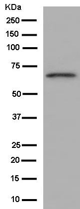 Western blot - Anti-Munc18c antibody [EPR12446] - BSA and Azide free (AB250569)