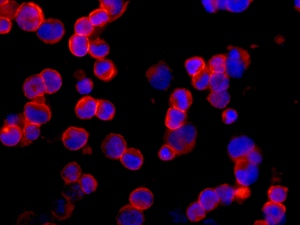 Immunocytochemistry/ Immunofluorescence - Anti-Munc18c antibody [EPR12447] (AB175238)