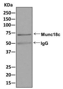 Immunoprecipitation - Anti-Munc18c antibody [EPR12447] - BSA and Azide free (AB249886), expandable thumbnail