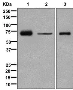 Western blot - Anti-Munc18c antibody [EPR12447] - BSA and Azide free (AB249886)