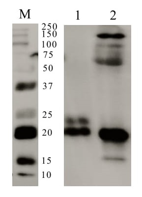 Western blot - Anti-Mup1 antibody (AB95198)